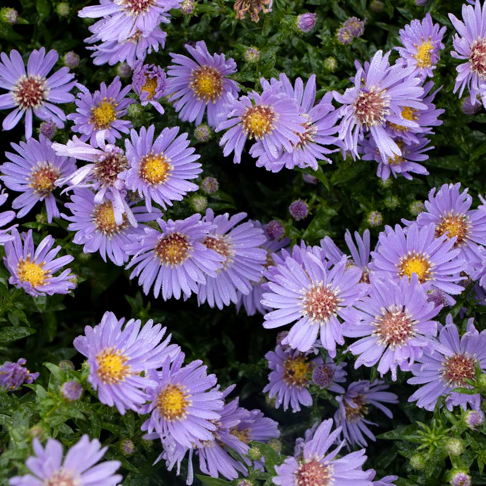 Symphyotrichum 'Wood's Blue'