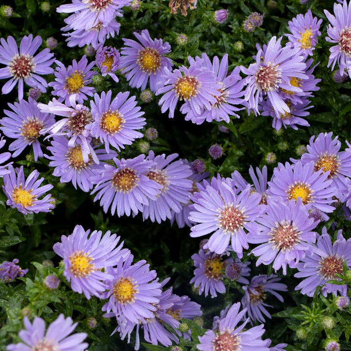 Symphyotrichum 'Wood's Blue'