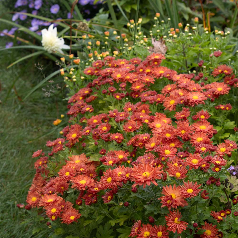 Chrysanthemum 'Pumpkin Igloo'