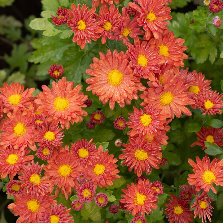 Chrysanthemum 'Pumpkin Igloo'