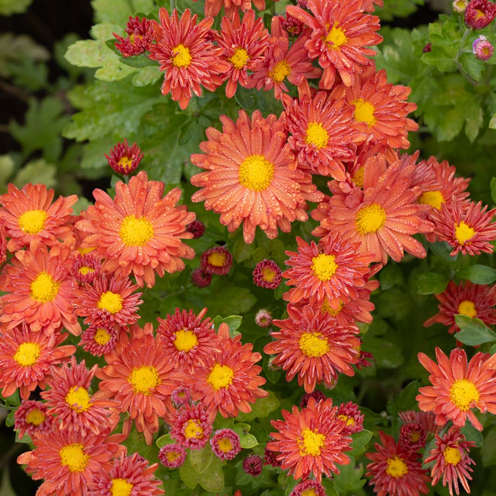 Pumpkin Colors Fall Container Garden