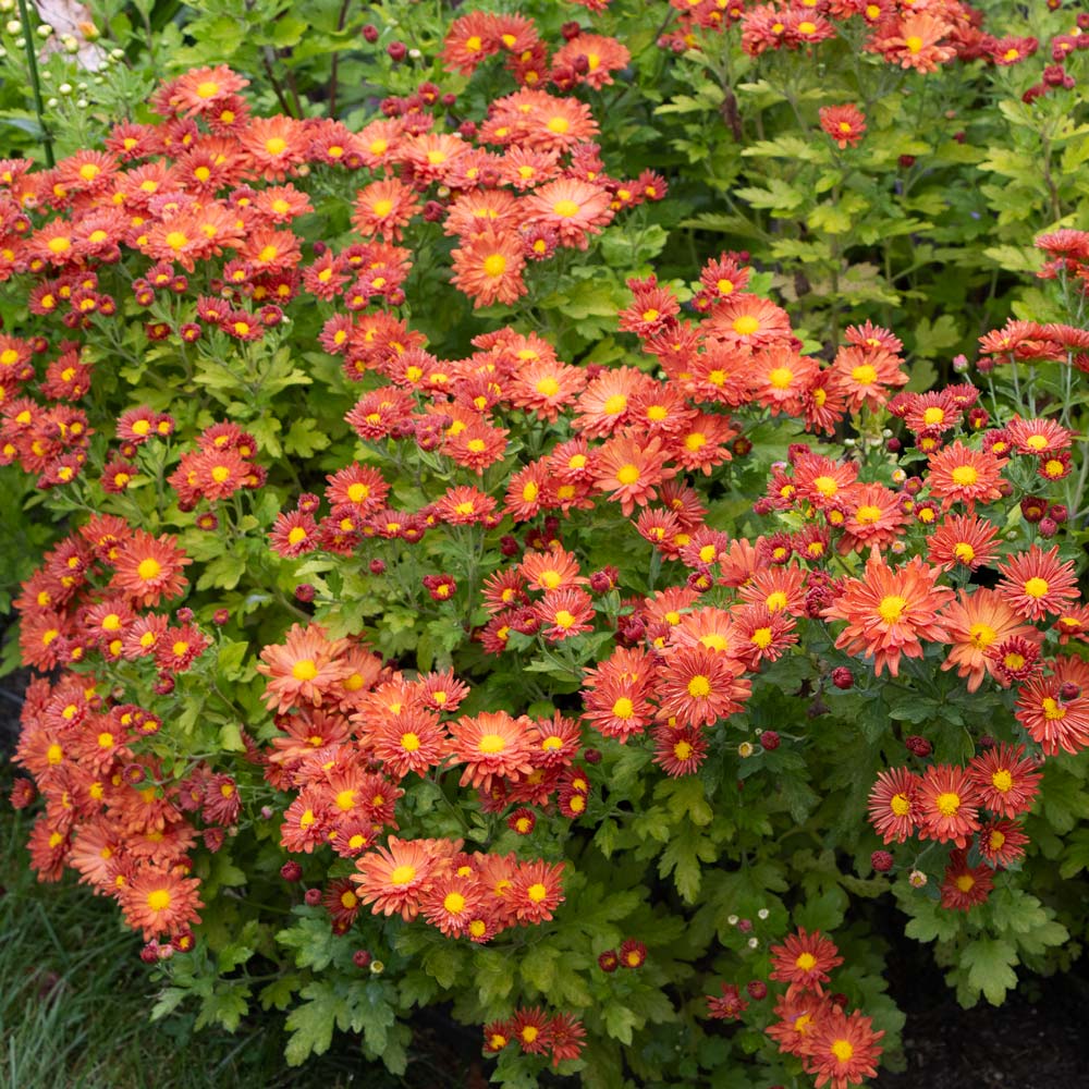 Chrysanthemum 'Pumpkin Igloo'