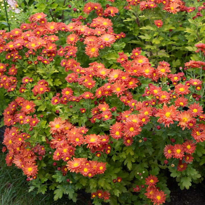 Chrysanthemum 'Pumpkin Igloo'