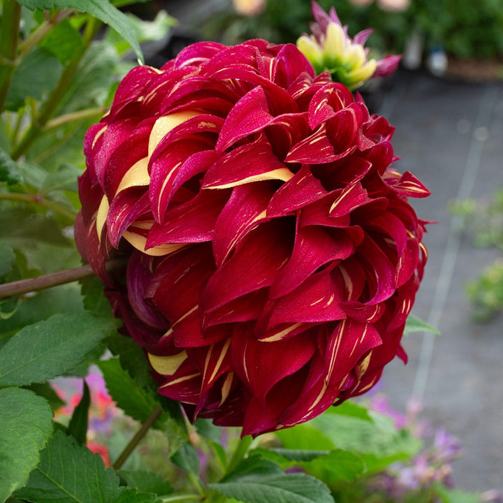 Dahlia 'Bohemian Spartacus'