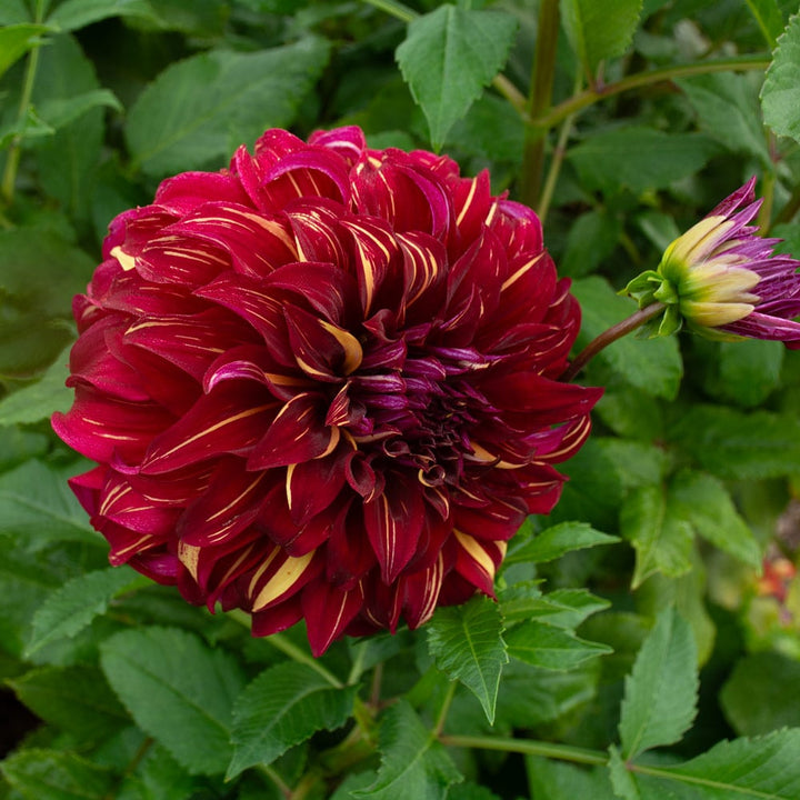 Dahlia 'Bohemian Spartacus'