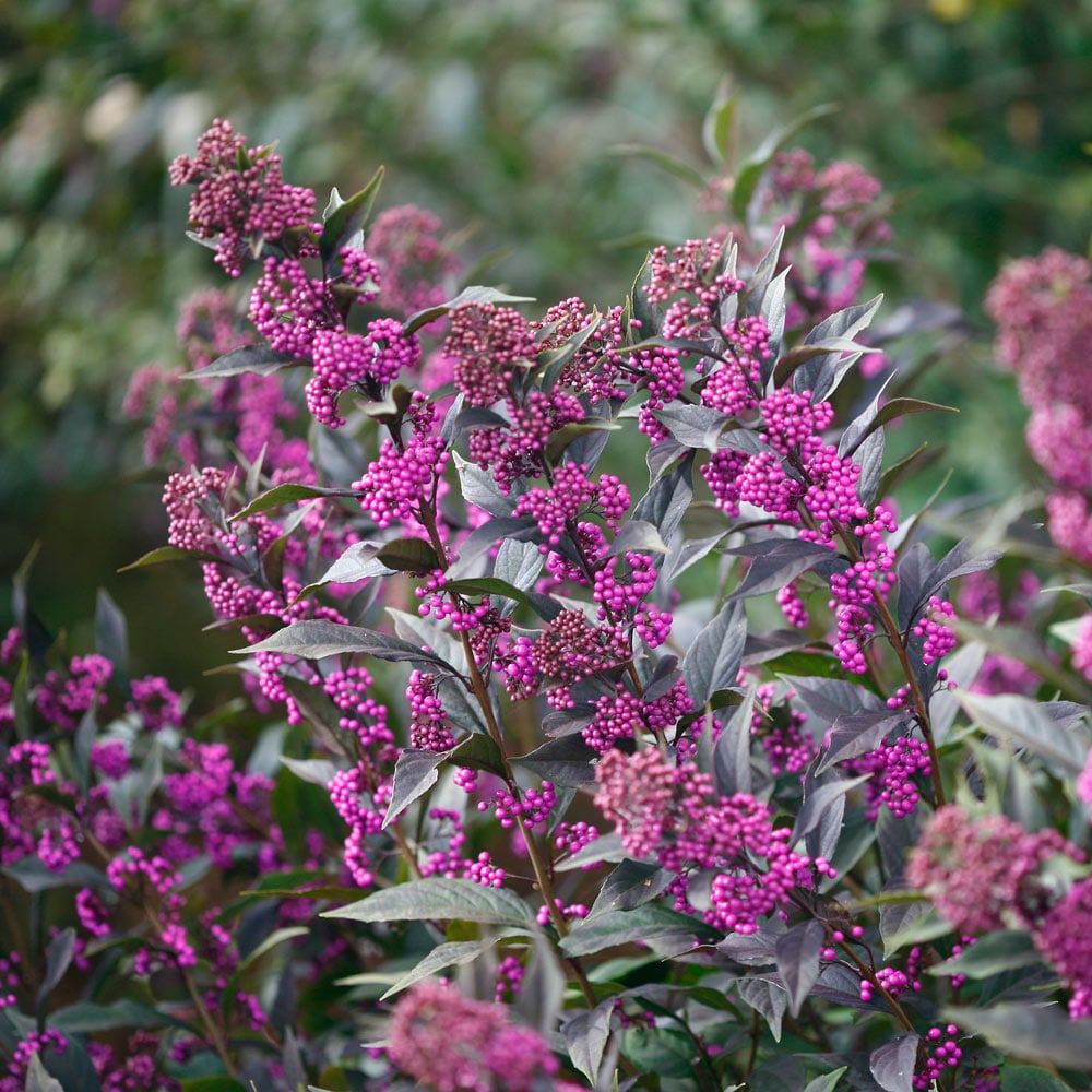 Shrubs & Vines to Feed Birds – White Flower Farm