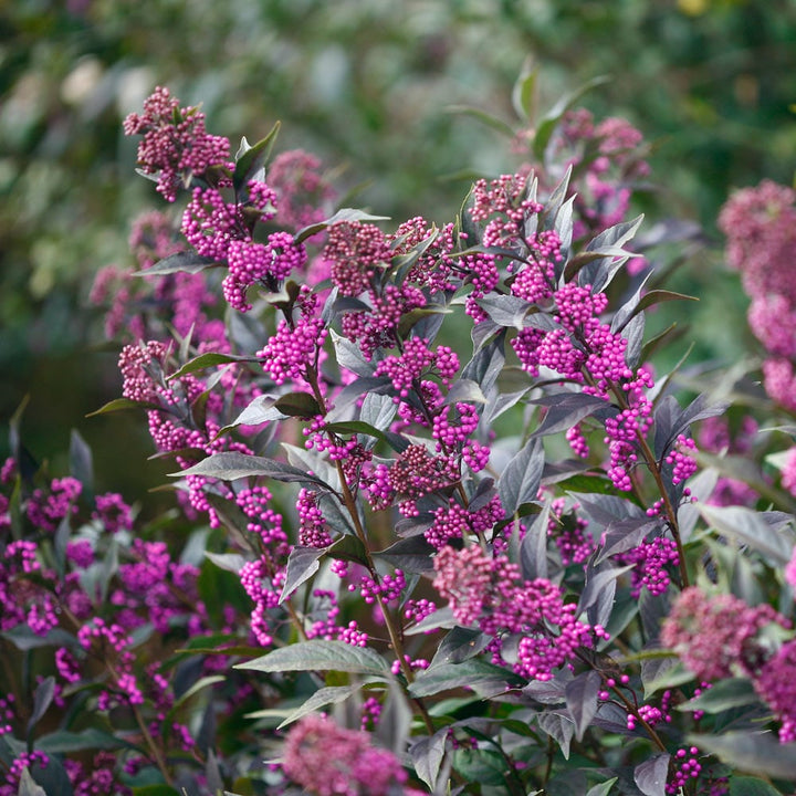 Callicarpa Pearl Glam®