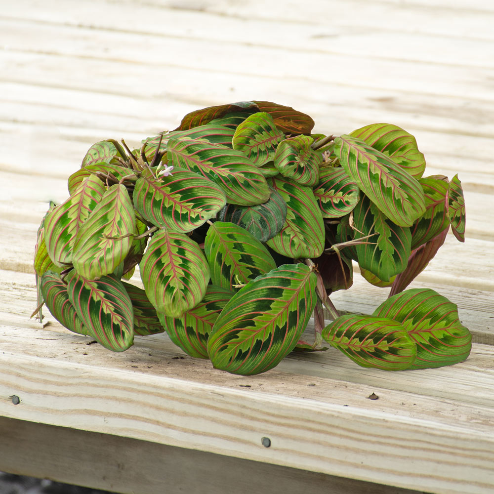 Red Prayer Plant in nursery pot