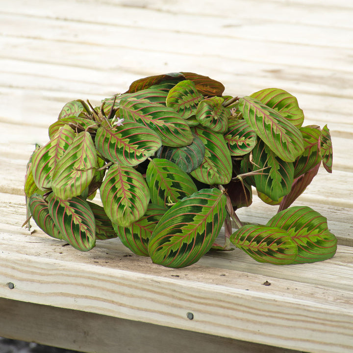 Red Prayer Plant in nursery pot