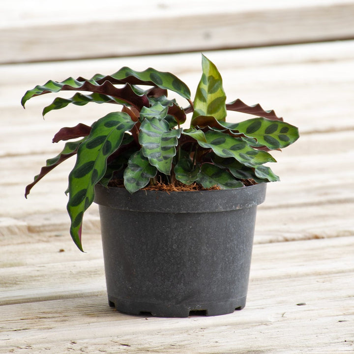 Rattlesnake Plant in nursery pot