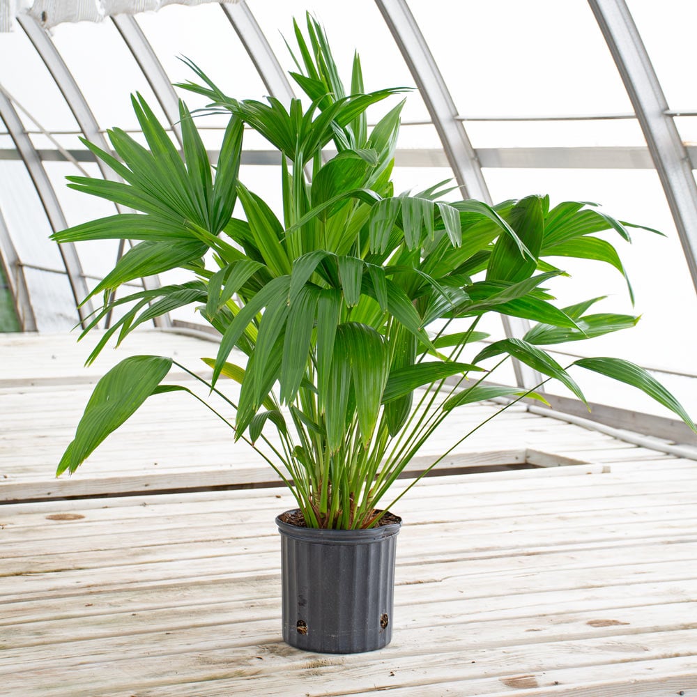 Chinese Fan Palm in nursery pot