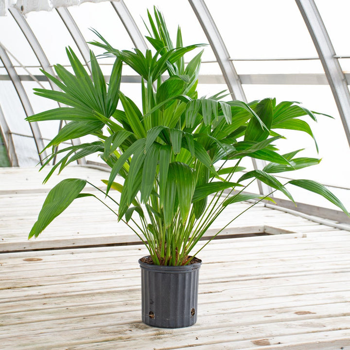Chinese Fan Palm in nursery pot