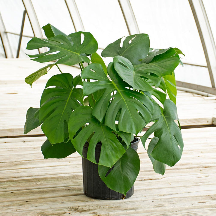 Split-Leaf Philodendron in nursery pot