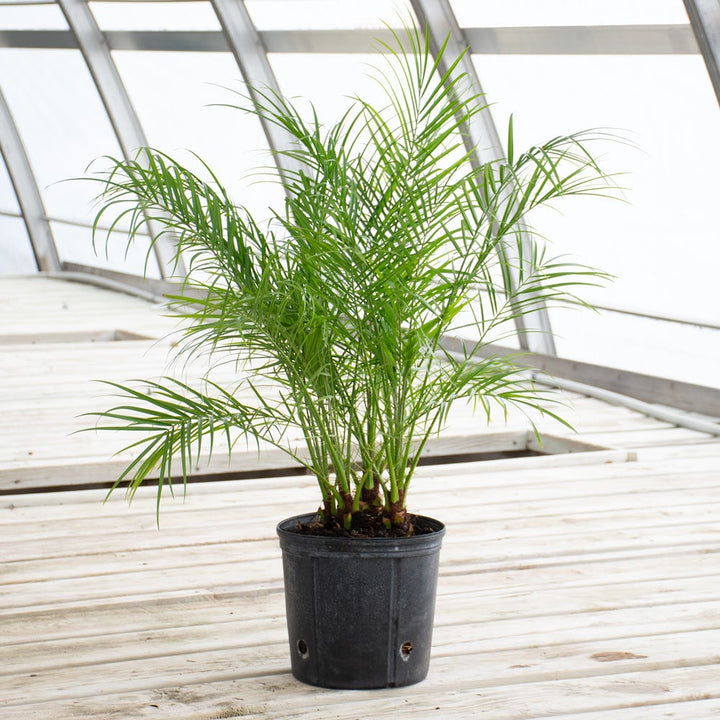 Pygmy Date Palm in nursery pot