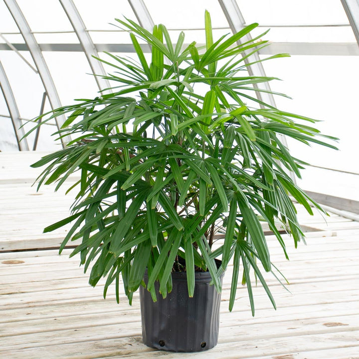 Lady Palm in nursery pot