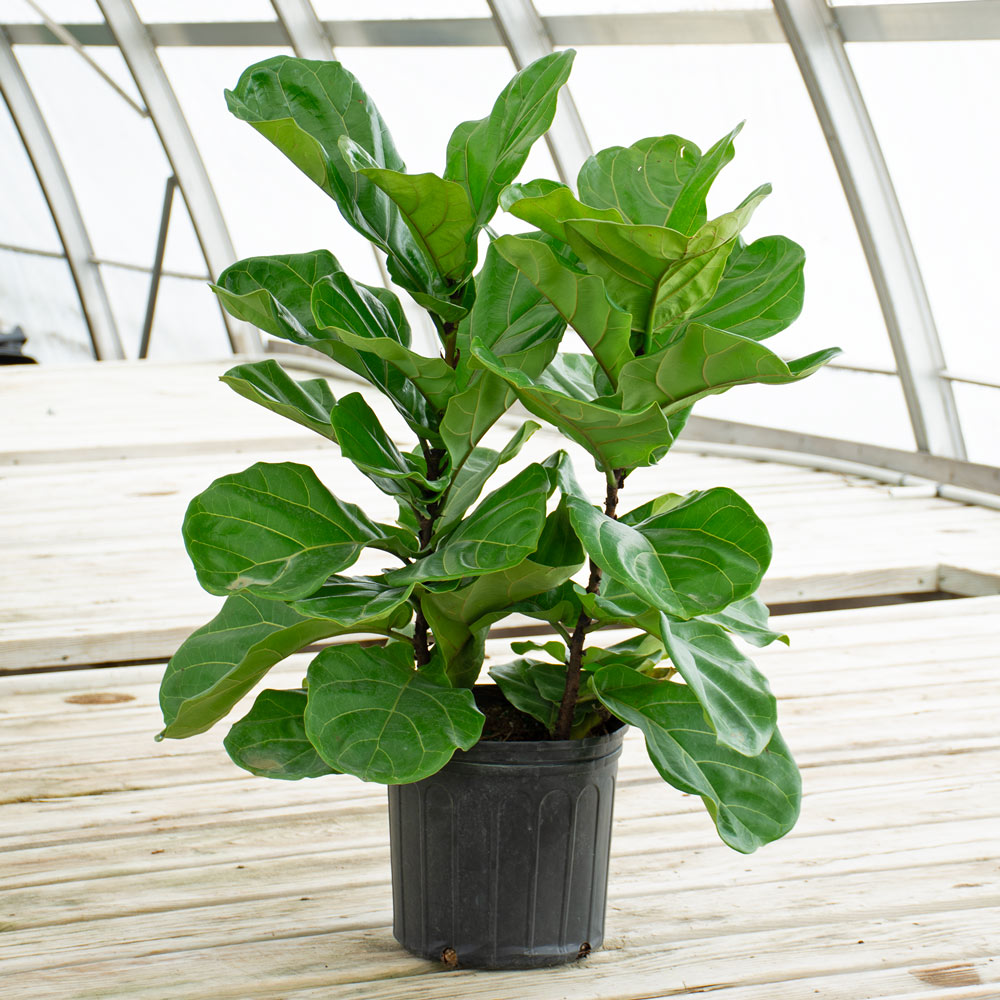 Fiddle-Leaf Fig in nursery pot