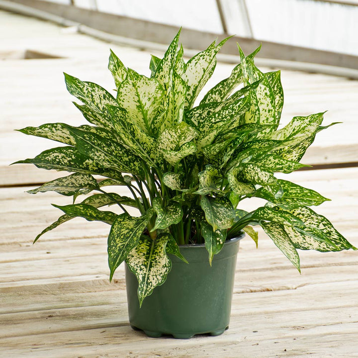 Chinese Evergreen 'Spring Snow' in nursery pot
