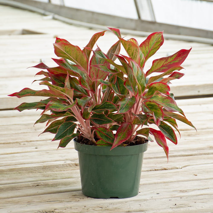 Chinese Evergreen 'Siam Aurora' in nursery pot