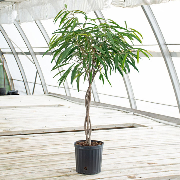 Banana-Leaf Fig in nursery pot