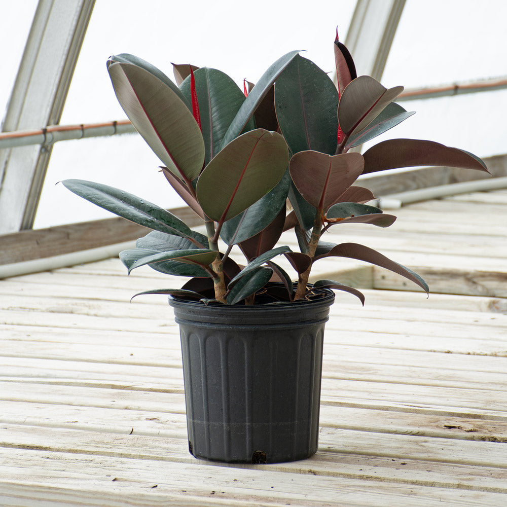 Burgundy Rubber Plant in nursery pot