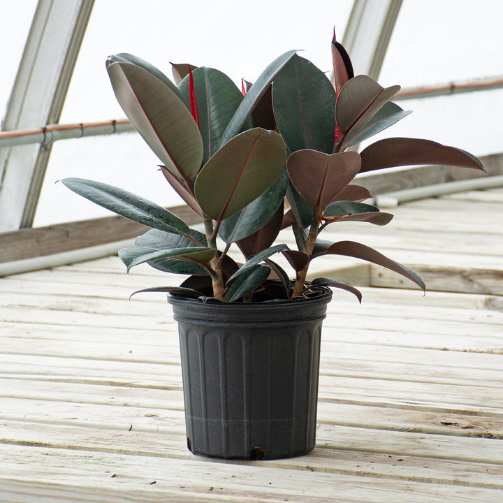 Burgundy Rubber Plant in nursery pot