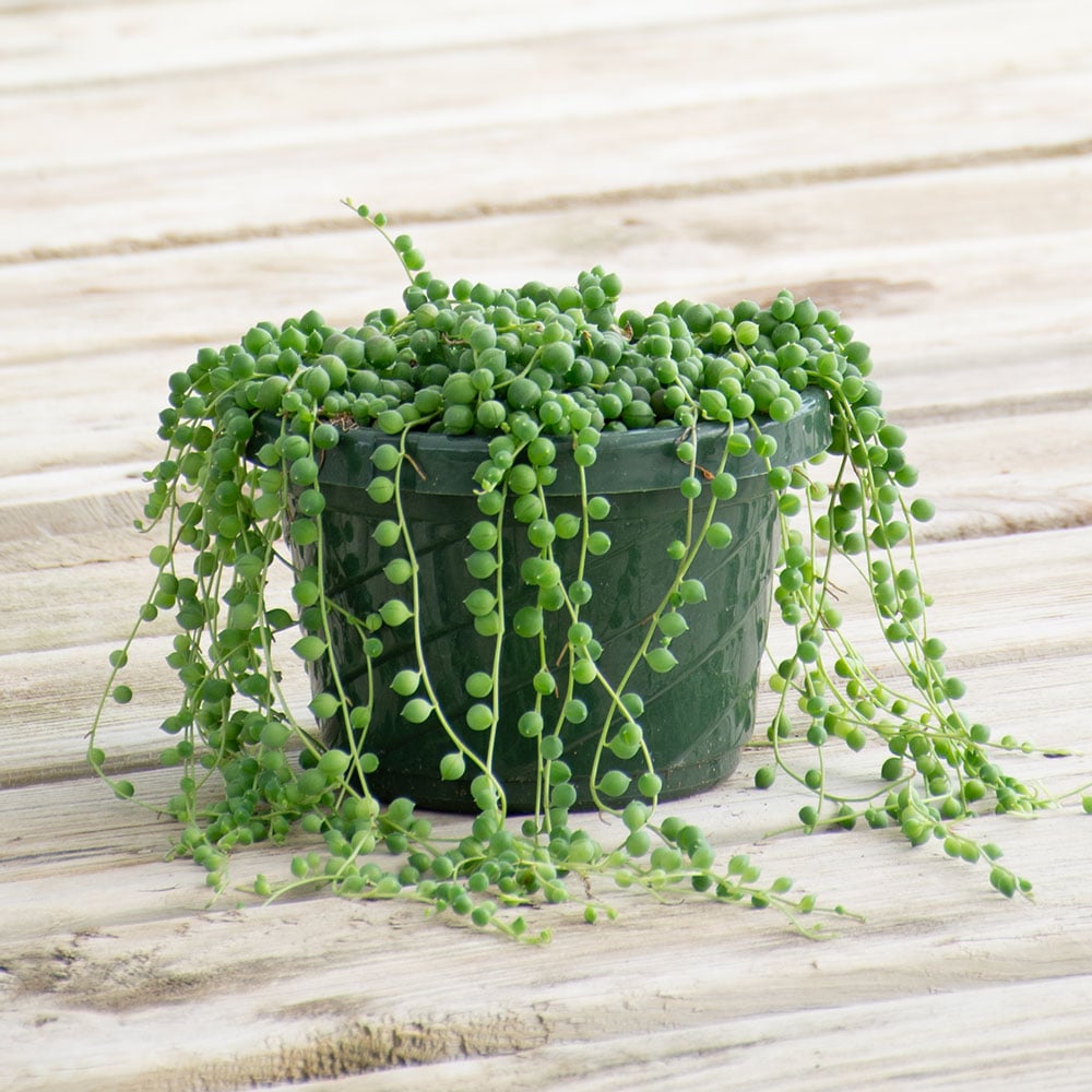 Senecio String of Pearls in nursery pot