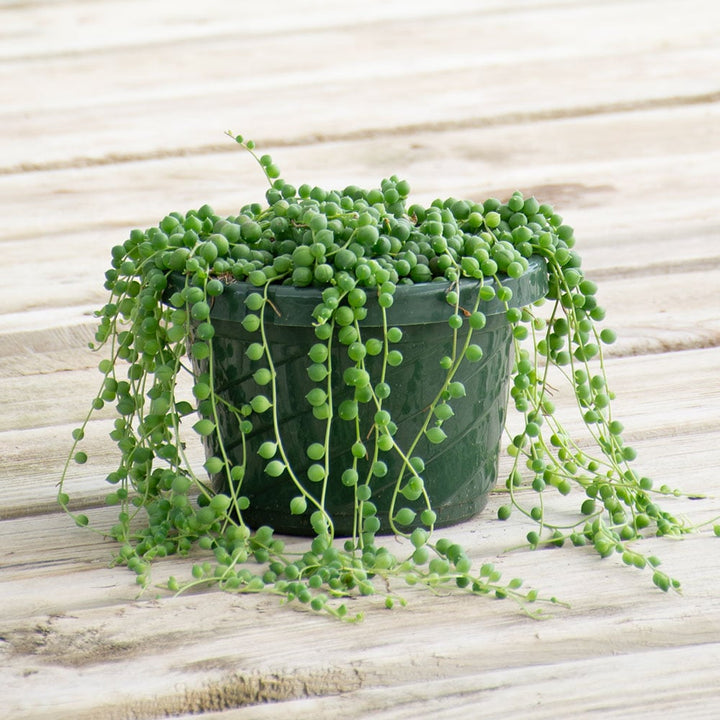 Senecio String of Pearls in nursery pot