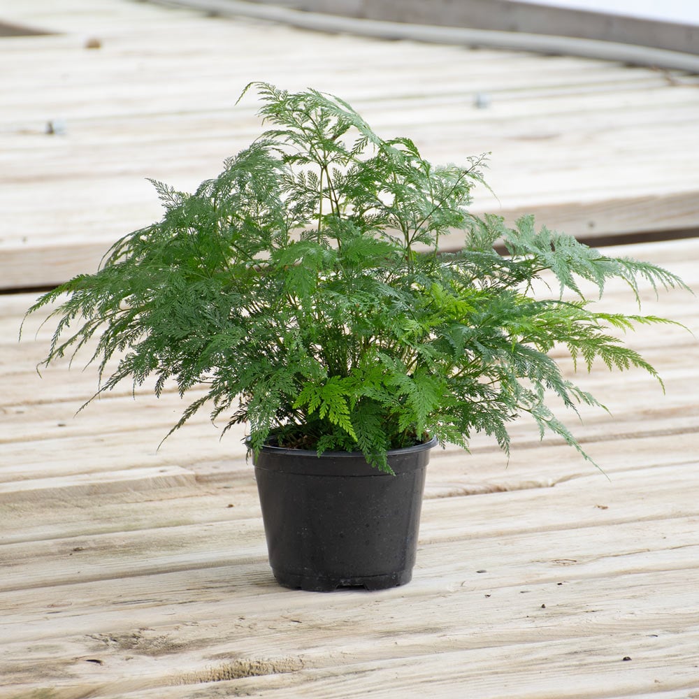 Deer's Foot Fern in nursery pot