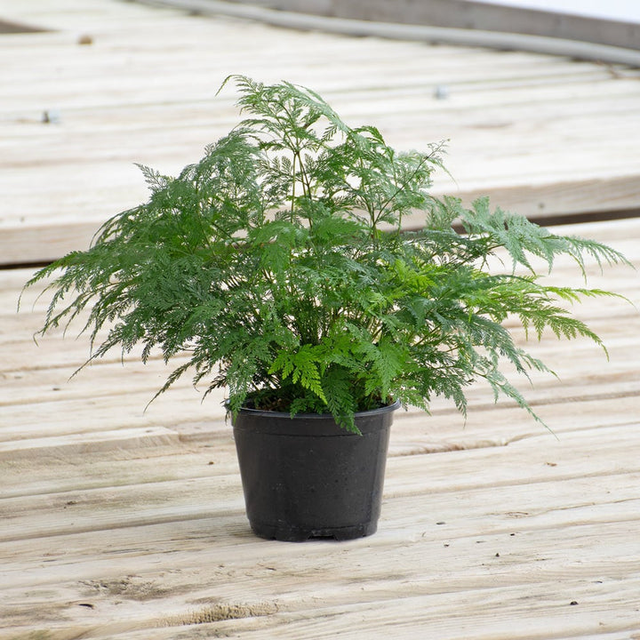 Deer's Foot Fern in nursery pot