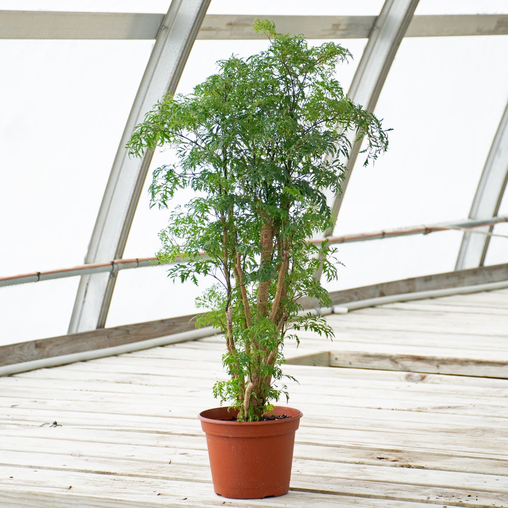 Ming Aralia in nursery pot