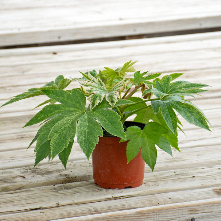 Japanese Aralia 'Spider's Web' in nursery pot
