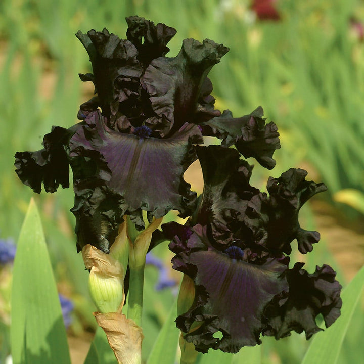 Iris germanica 'All Night Long'