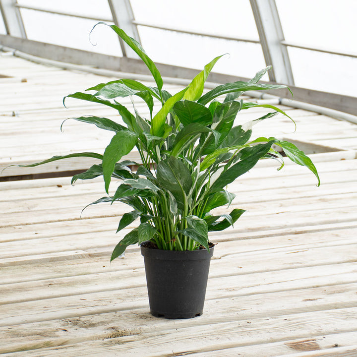 Peace Lily 'Mojo' in nursery pot