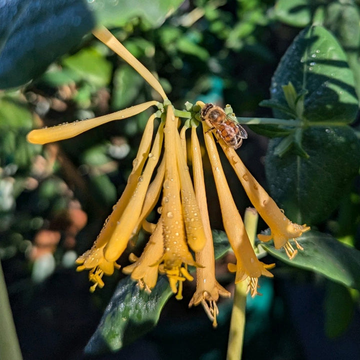 Lonicera sempervirens f. sulphurea 'John Clayton'