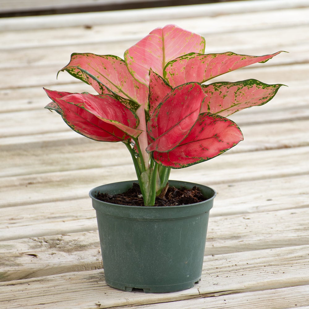 Chinese Evergreen 'Red Valentine' in nursery pot