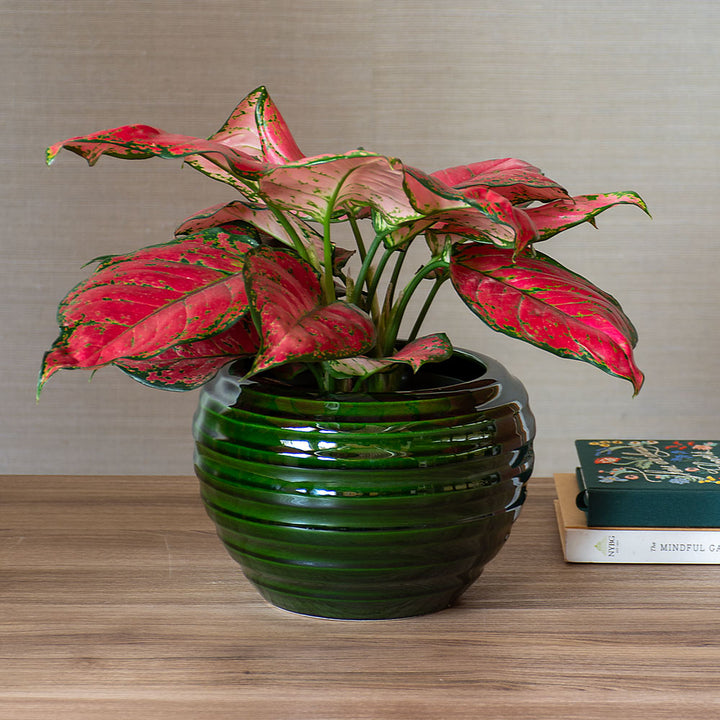 Bergs Spring Lake Pot, Emerald, 5½"