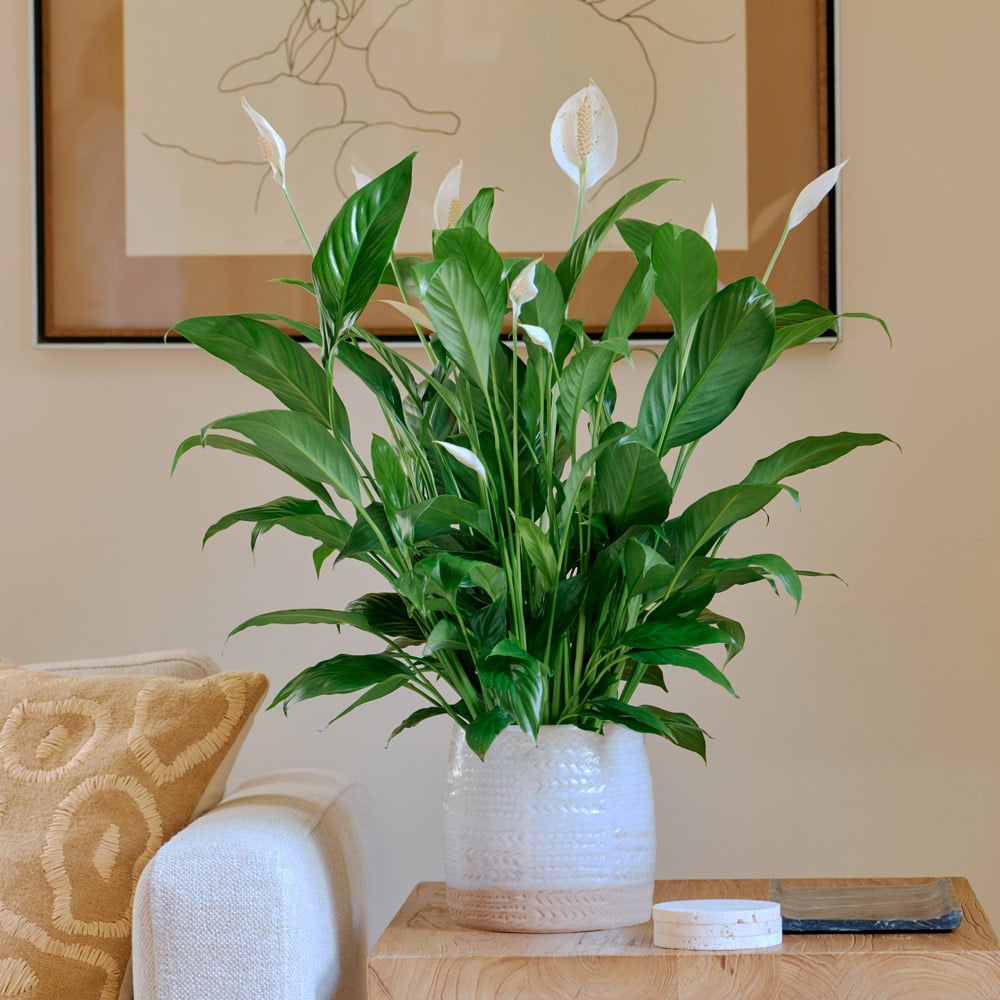 Peace Lily 'Mojo'