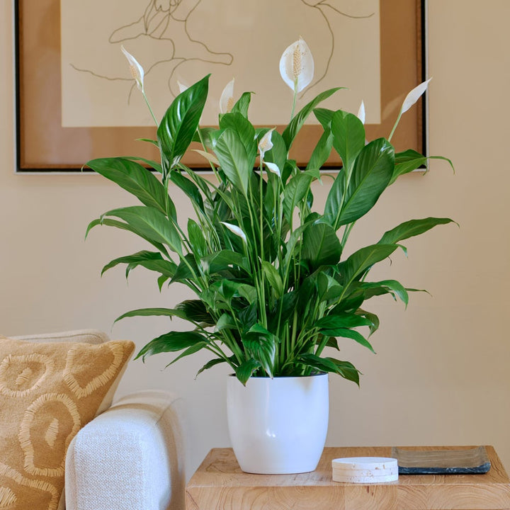 Peace Lily 'Mojo' in white ceramic cachepot