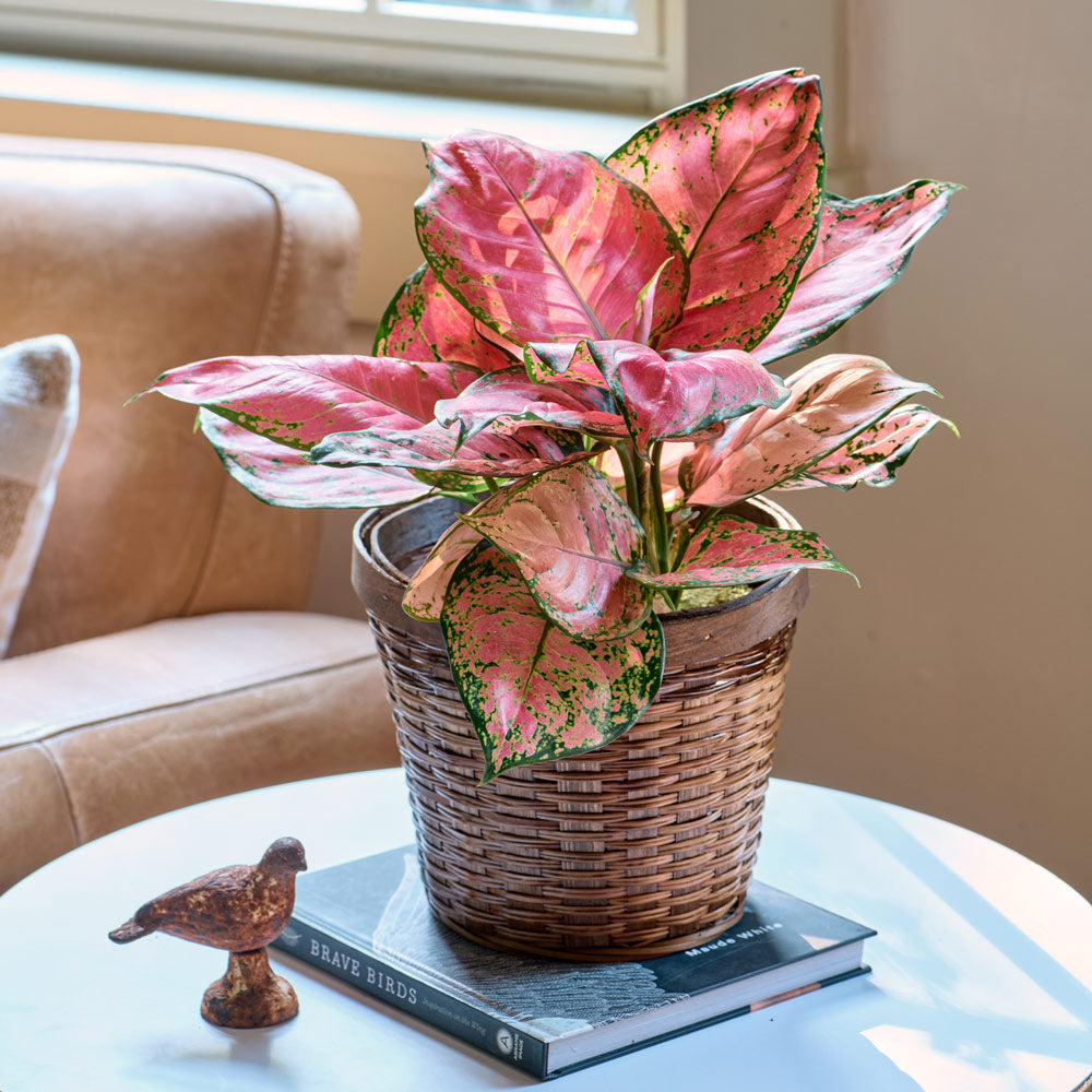 Chinese Evergreen 'Red Valentine' in woven basket