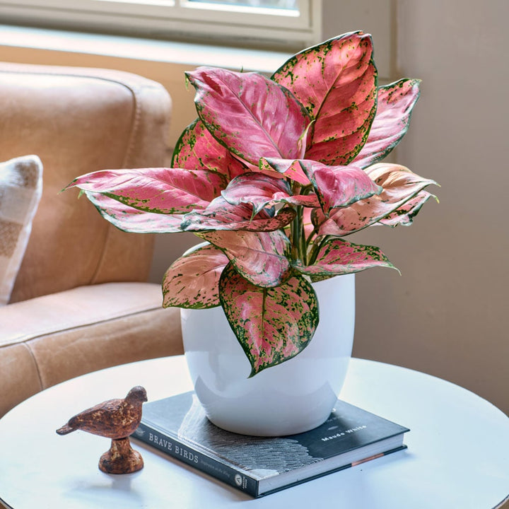 Chinese Evergreen 'Red Valentine' in white ceramic cachepot