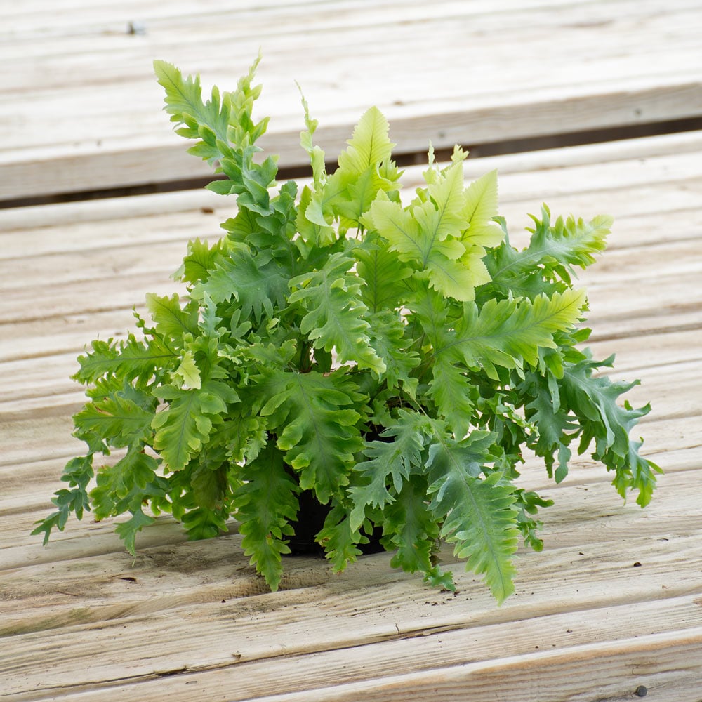 Blue Star Davana Fern in nursery pot