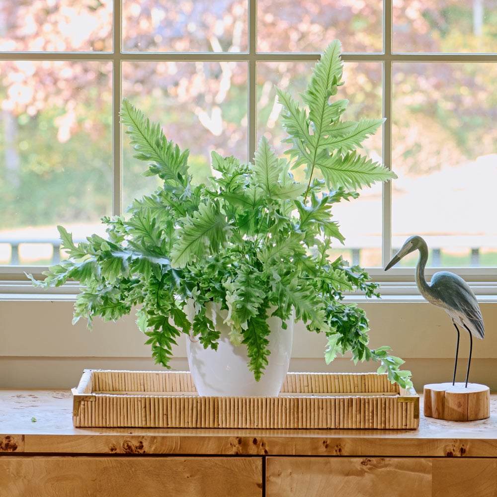 Blue Star Davana Fern in white ceramic cachepot