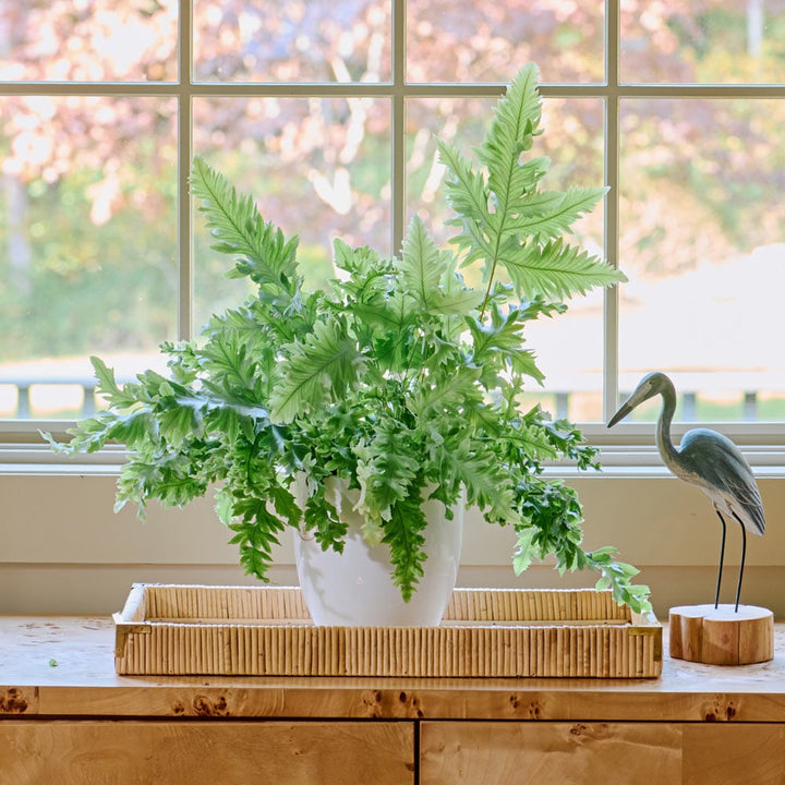 Blue Star Davana Fern in white ceramic cachepot