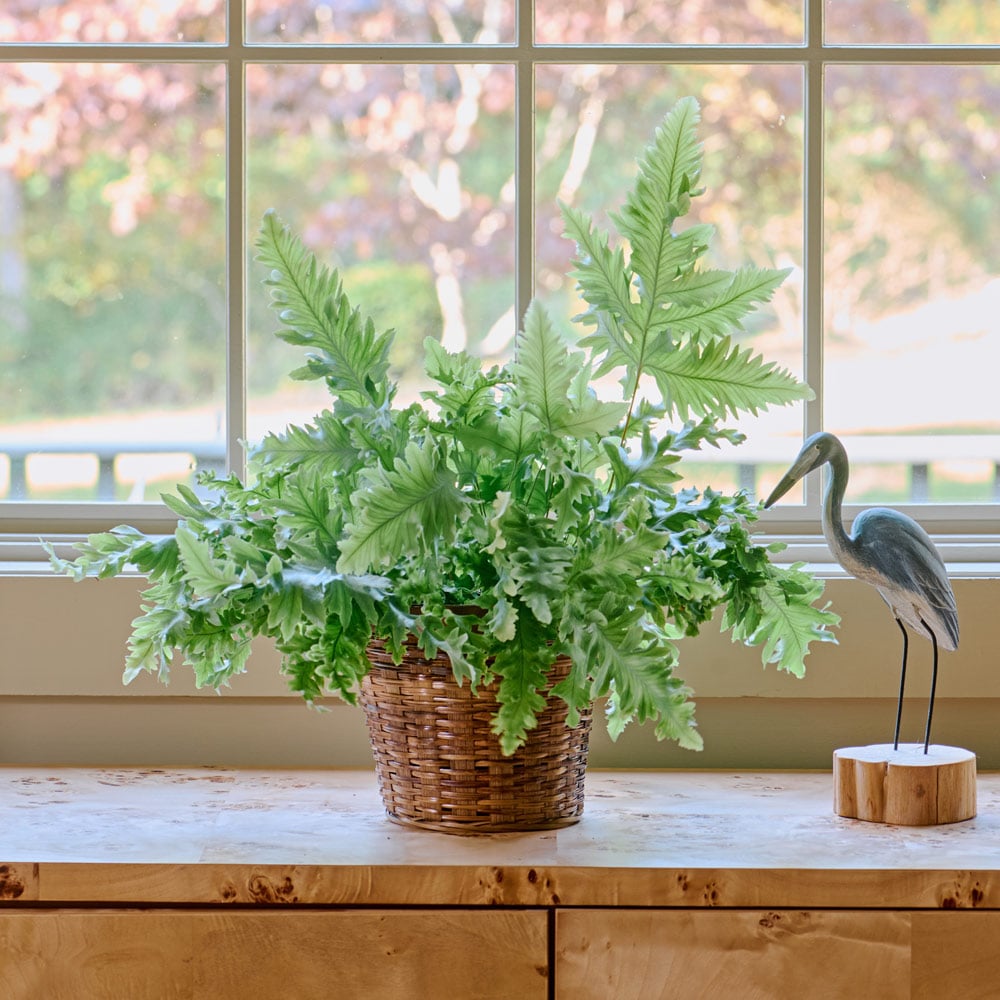 Blue Star Davana Fern in woven basket
