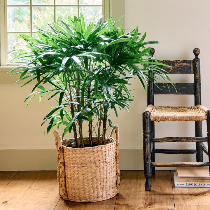 Lady Palm in Water Hyacinth basket