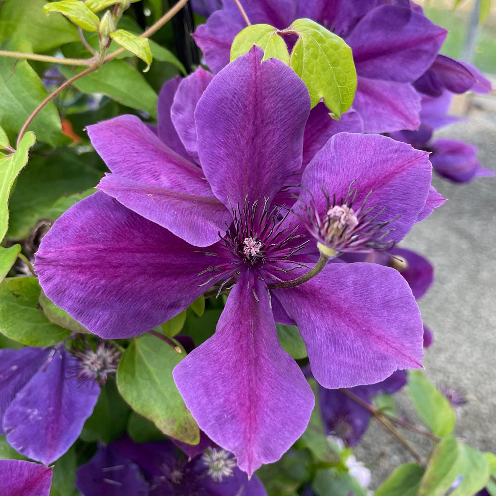 Clematis Ravel™ Boulevard®
