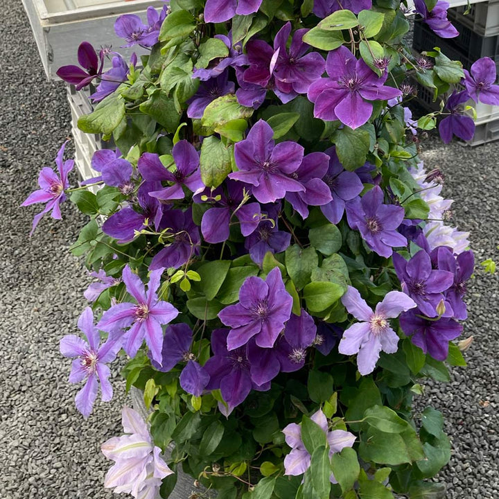 Clematis Ravel™ Boulevard®