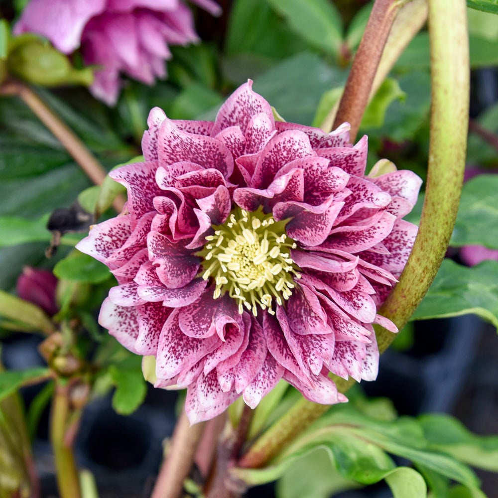 Helleborus Wedding Party® 'Whirlwind Romance'