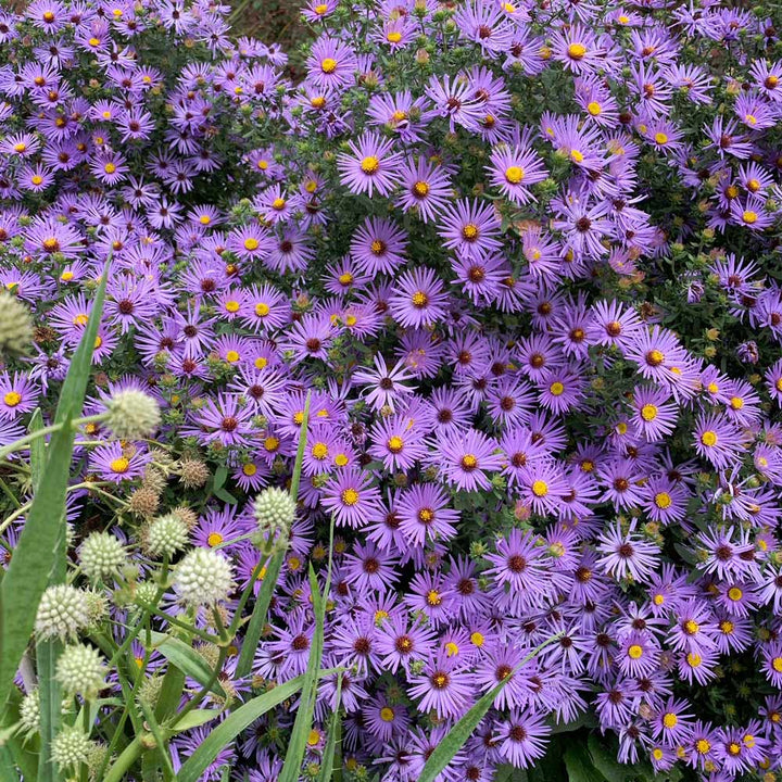 Symphyotrichum oblongifolium 'Raydon's Favorite'