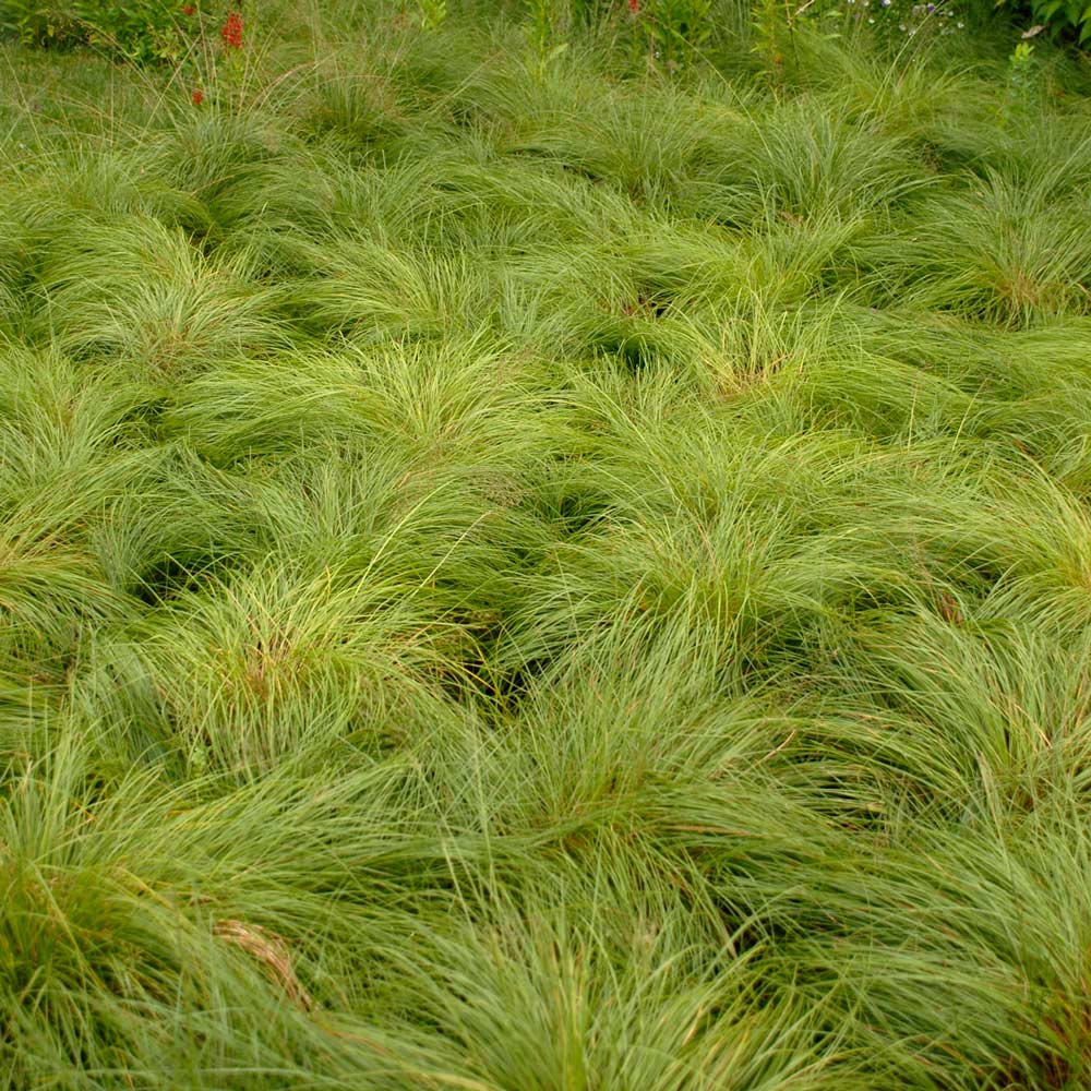 Sporobolus heterolepis, tray of 50 plugs